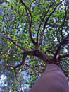treesup
